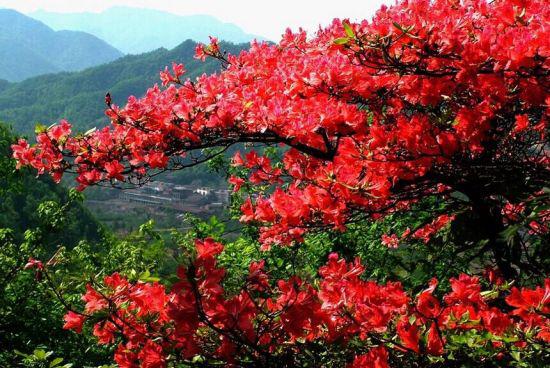 南陽老界嶺