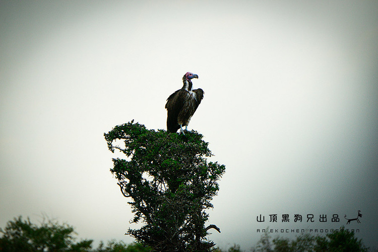 馬賽馬拉不是一個國家公園