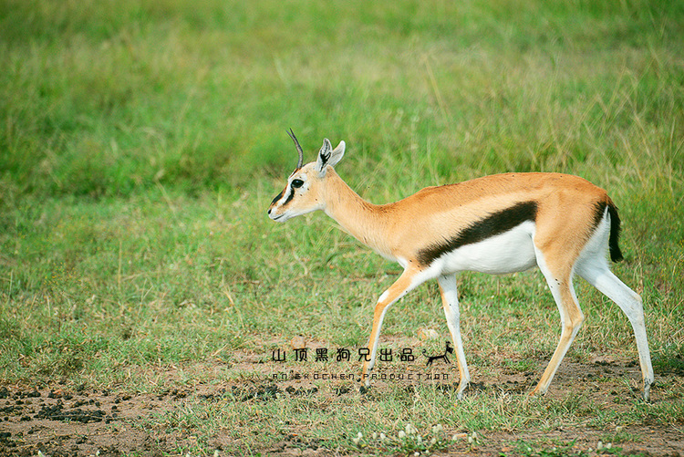 馬賽馬拉不是一個國家公園