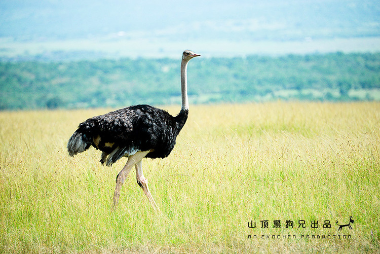馬賽馬拉不是一個國家公園