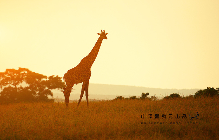 馬賽馬拉：它不是一個國家公園