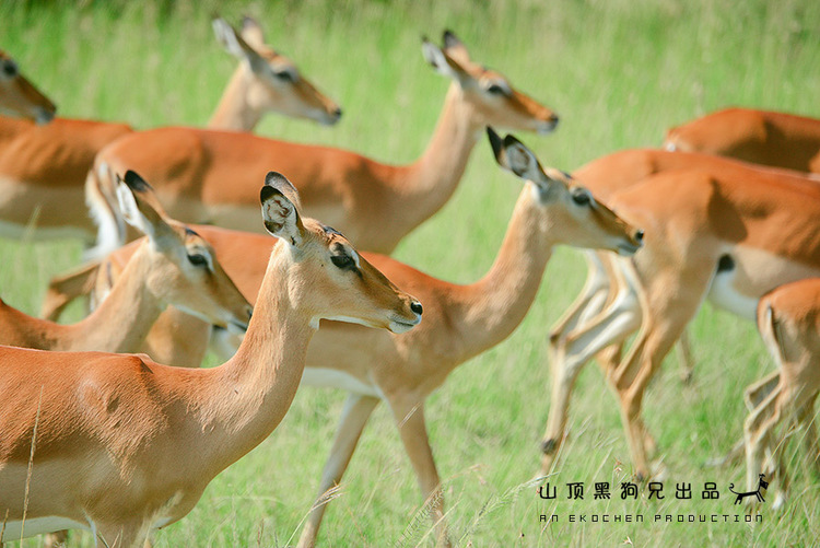 馬賽馬拉：它不是一個國家公園