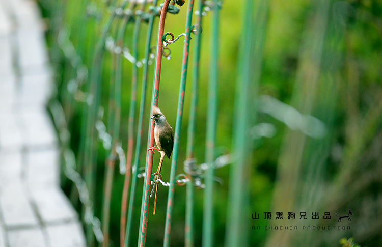 馬賽馬拉：它不是一個國家公園