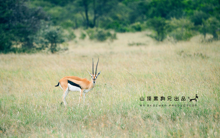 馬賽馬拉：它不是一個國家公園