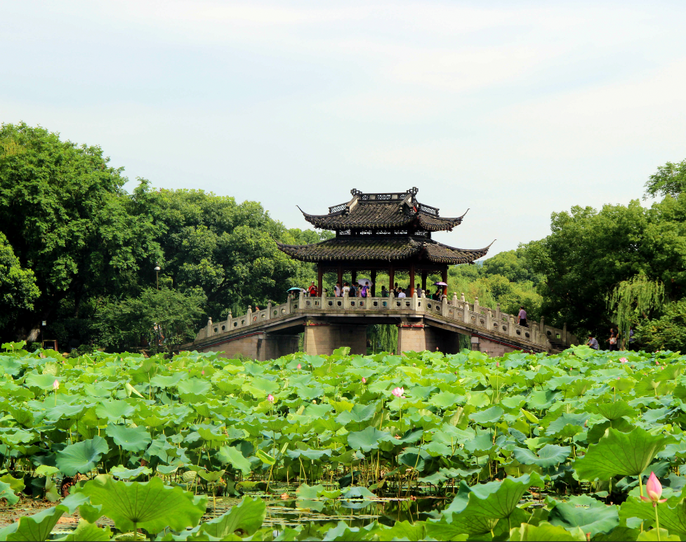 曲院風(fēng)荷封面圖