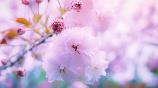 【T1線：萬(wàn)千花海-醉美蘇北】<南京揚(yáng)州泰州興化無(wú)錫、瘦西湖、黿頭渚賞櫻雙飛6天賞花游>
