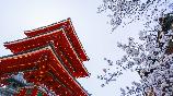 【和風(fēng)悅景】<本州雙古都溫泉美食賞櫻六天游>