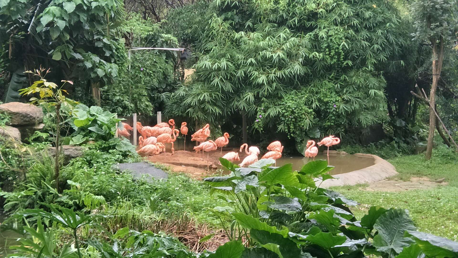 長隆野生動(dòng)物園封面圖