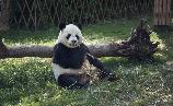 【廣州長(zhǎng)隆2天】< 動(dòng)感愛美的人百萬葵園賞花 歡樂世界/野生動(dòng)物園>