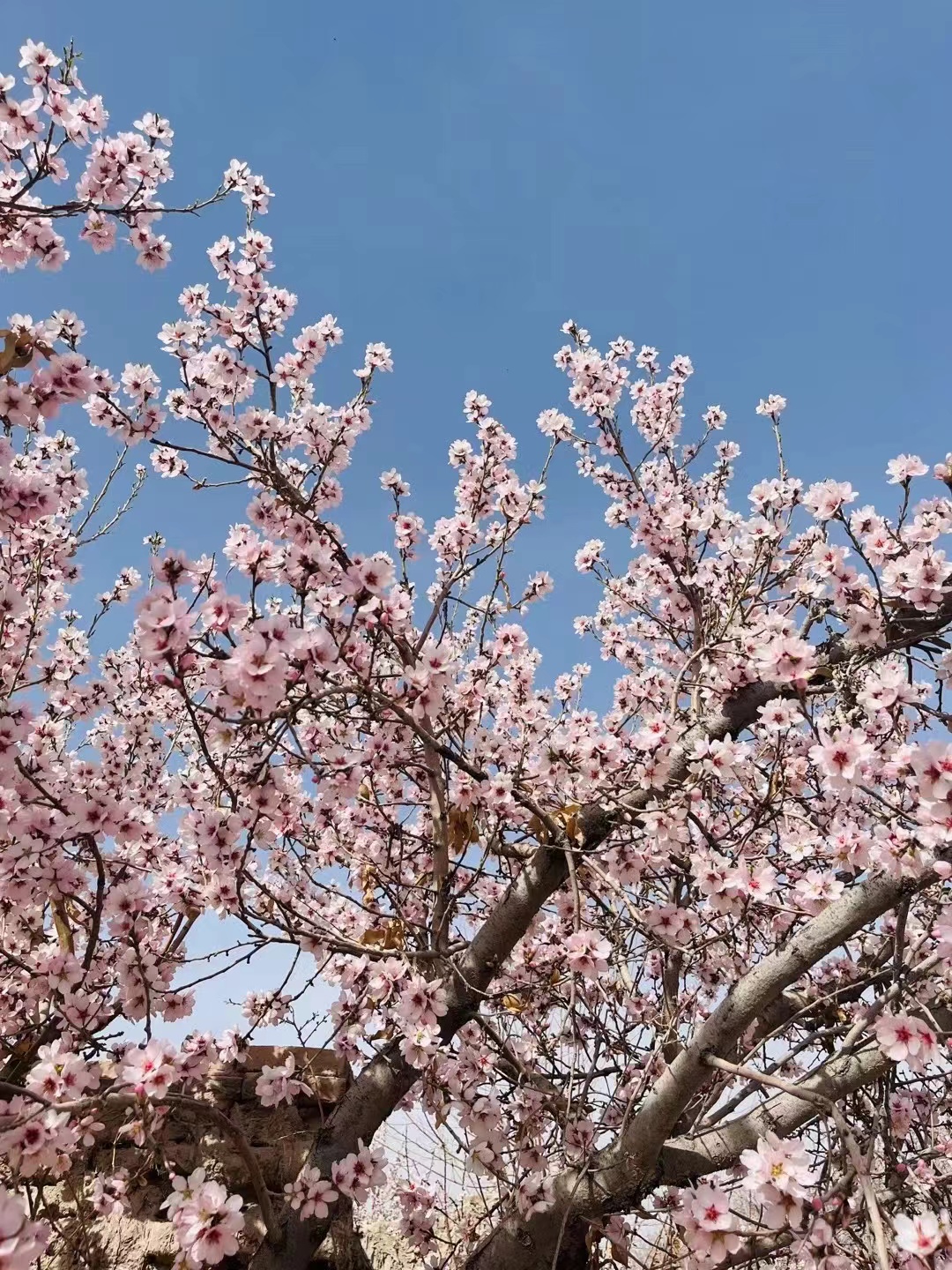 桃花封面圖