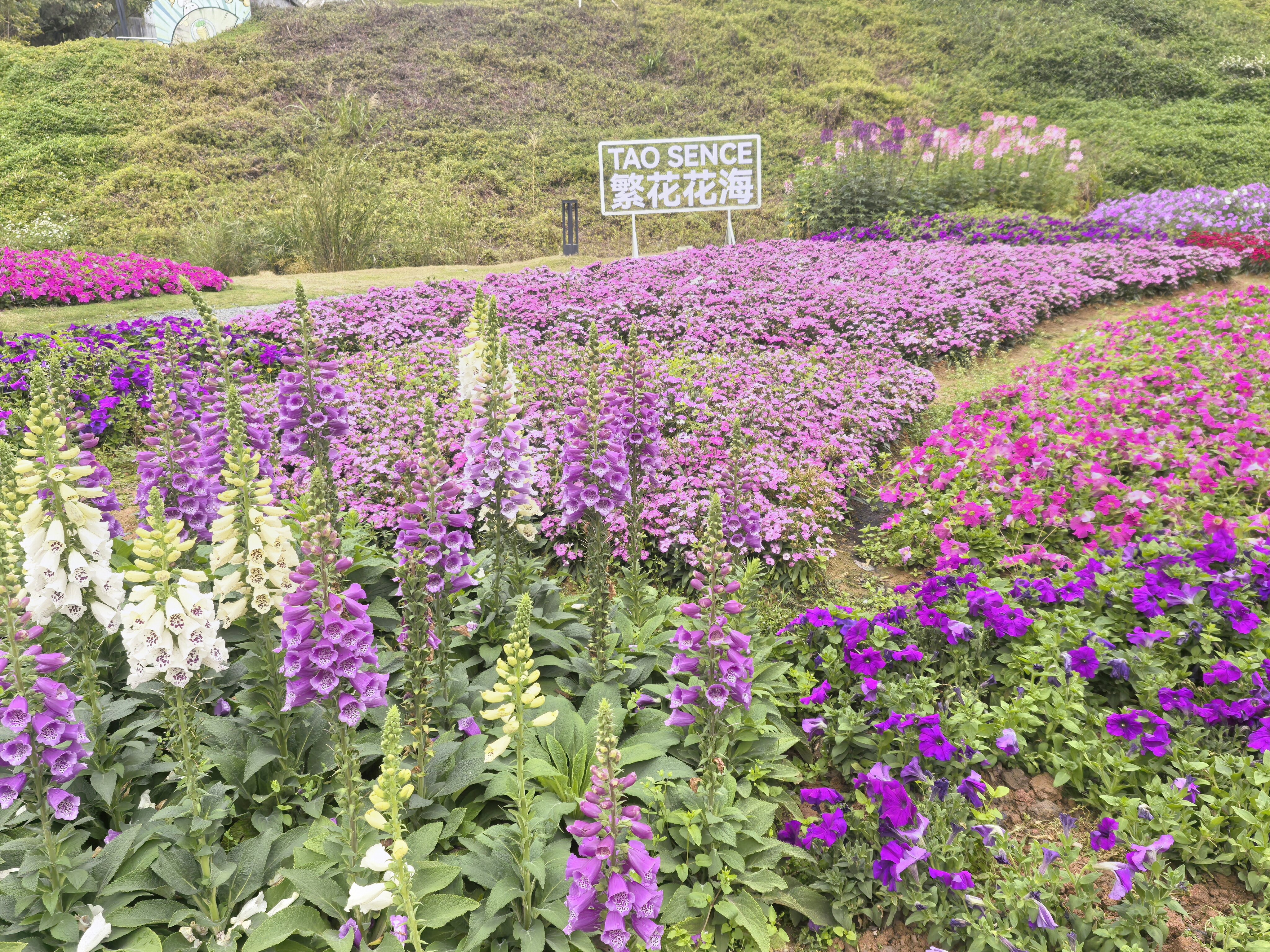 花封面圖