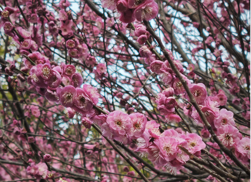 花封面圖